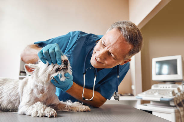 Best Weekend Emergency Dentist in De Soto, IA